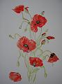 Gentils_coquelicots